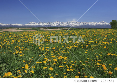 Dandelion and Tokachi dake peak 7084684