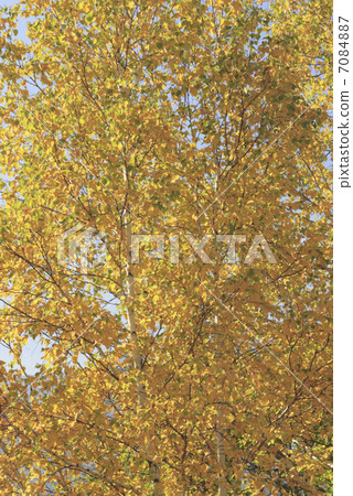 Autumnal leaves forest Autumnal leaves forest 7084887