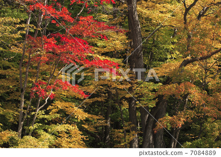 Autumnal leaves forest Autumnal leaves forest 7084889