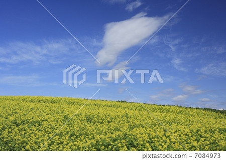 Rapeseed field Rapeseed field 7084973