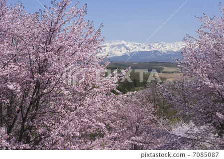 Cherry Blossoms	 7085087