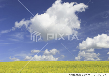 強姦花田和雲彩 7085124
