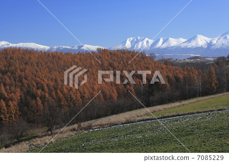 Lyca forest of autumn leaves 7085229