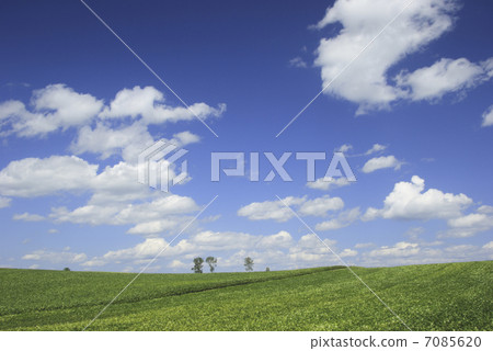 Red bean fields and clouds 7085620