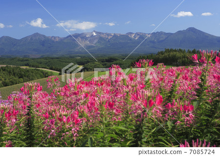 十勝達山和奶油 7085724