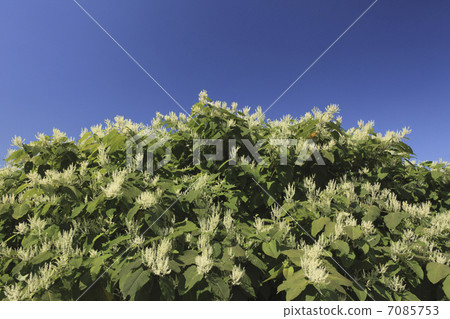 日本虎杖 7085753