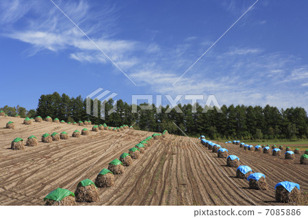 Rural landscape Rural landscape 7085886