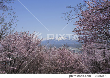 Cherry Blossoms	 7086090