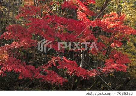 Autumnal leaves forest 7086383