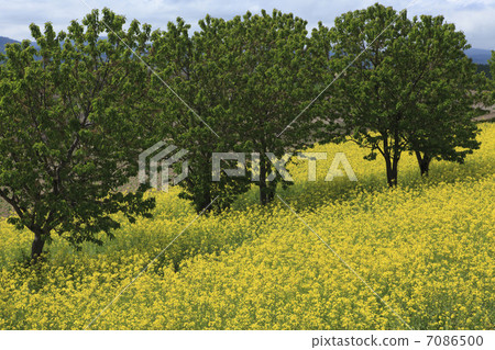 Rape blossoms and cherry tree Rape blossoms and cherry tree 7086500
