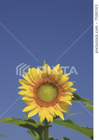 sunflower sunflower 7086503