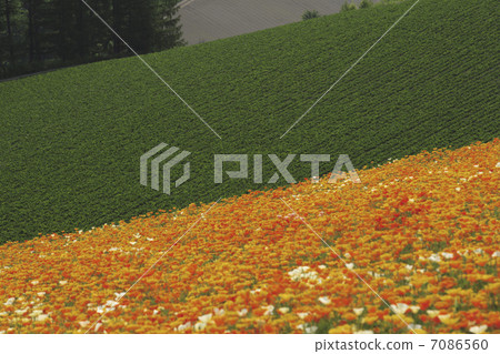  Flower garden 7086560