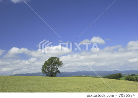 麥田和一棵樹 7086584