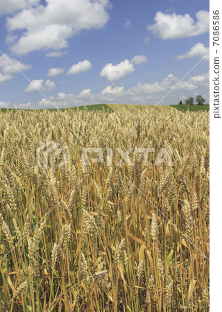 鄉村景觀 7086586