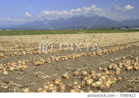 洋蔥田 7086922