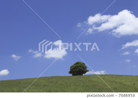 一棵樹和雲 7086958