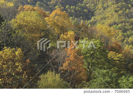 Autumnal leaves forest Autumnal leaves forest 7086985