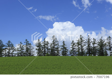 Larch forest and clouds Larch forest and clouds 7087196
