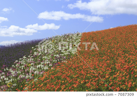  Flower garden 7087309