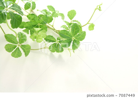 Sugar pine leaves Sugar pine leaves 7087449