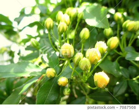 黃色moco邊界的芽 7087508