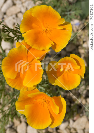 California Poppies 7087561
