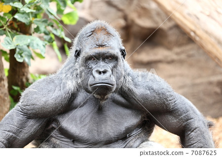 Gorilla - silverback gorilla 7087625