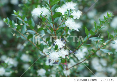 It is called silver plum flower ginkgo called aka Myrtle. 7087739