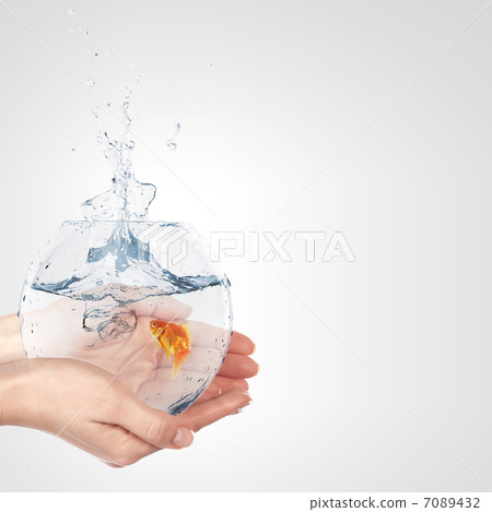 A Golden Fish In A Bowl A Golden Fish In A Bowl 7089432