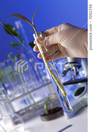 Green plants in biology laborotary Green plants in biology laborotary 7092356