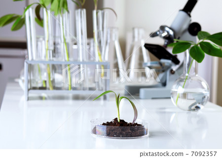 Green plants in biology laborotary Green plants in biology laborotary 7092357