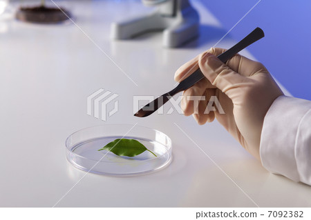 Green plants in biology laborotary 7092382