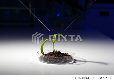 Small green plant on the table 7092384