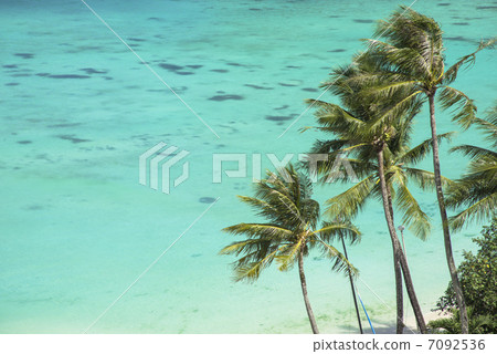 The sea of the island of Guam and the palm tree 7092536