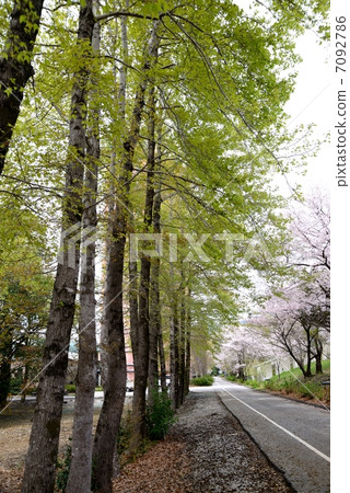 高知縣立高知技術大學等待新生高知縣立高知技術大學西側大道樹木 高知縣立高知技術大學等待新生高知縣立高知技術大學西側大道樹木 7092786