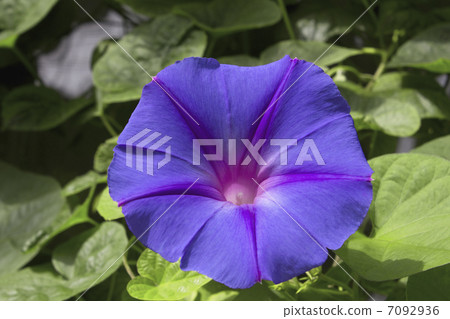 開花牽牛花 7092936