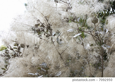 煙樹 煙樹 7092950