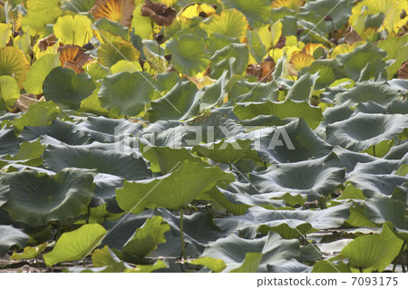 荷花池蓮花在公園 7093175