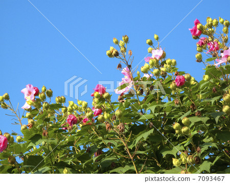 樹芙蓉和藍天花 樹芙蓉和藍天花 7093467