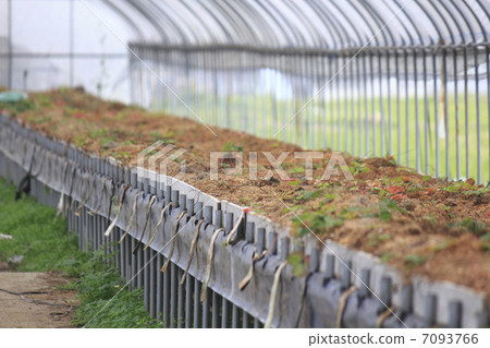 Vineyard of field Vineyard of field 7093766