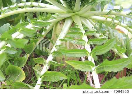 蘿蔔的栽培 7094250