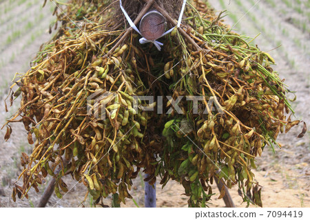 毛豆之竹 7094419