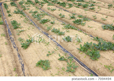 蔬菜田 7094494