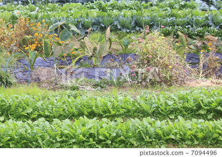 家庭花園 7094496