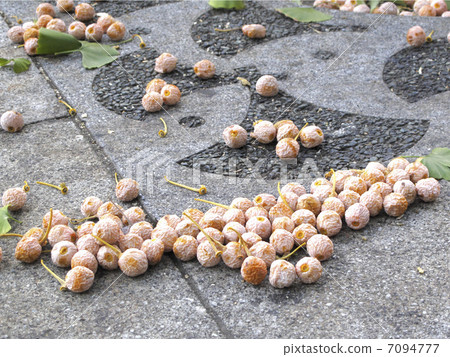 The fruit of a ginkgo that fell on the sidewalk The fruit of a ginkgo that fell on the sidewalk 7094777
