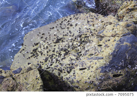 藤壺堅持沿海岩石 7095075