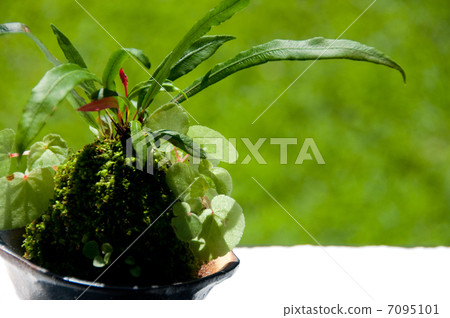 Moss of fern Moss of fern 7095101