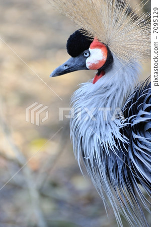 White-crowned crane 7095129
