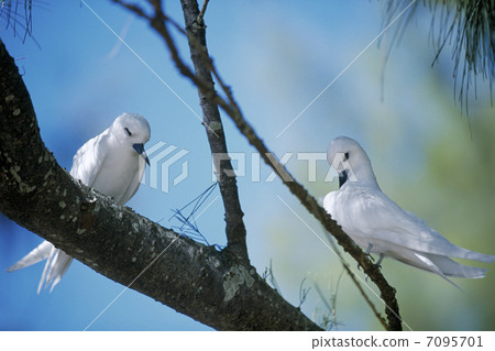 A pair of white ruplets A pair of white ruplets 7095701