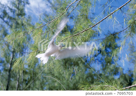 White terns White terns 7095703